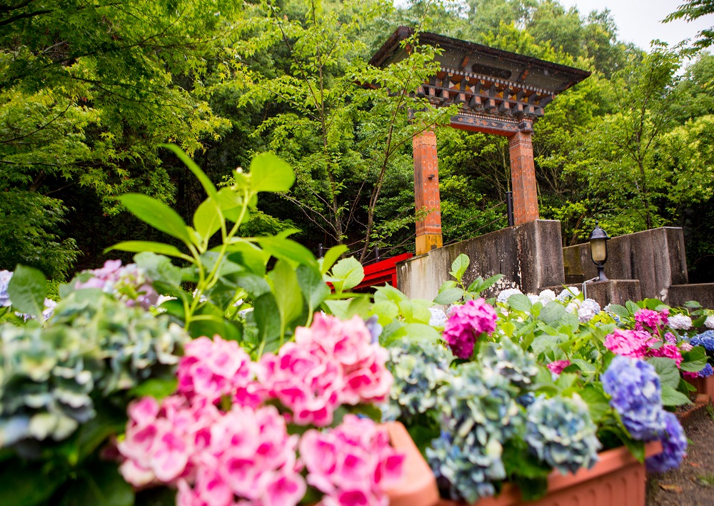 newレオマワールド 入園券 コープライフとくしま newレオマワールド 入園券 コープライフとくしま